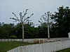 05 Dos arboles 2.jpg